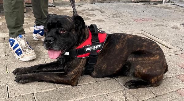 CHERRY BELLISSIMA BOXER Foto 2